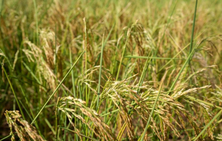 全球糧食危機隱憂！教宗籲俄國重返黑海穀物協議保障穩定供應